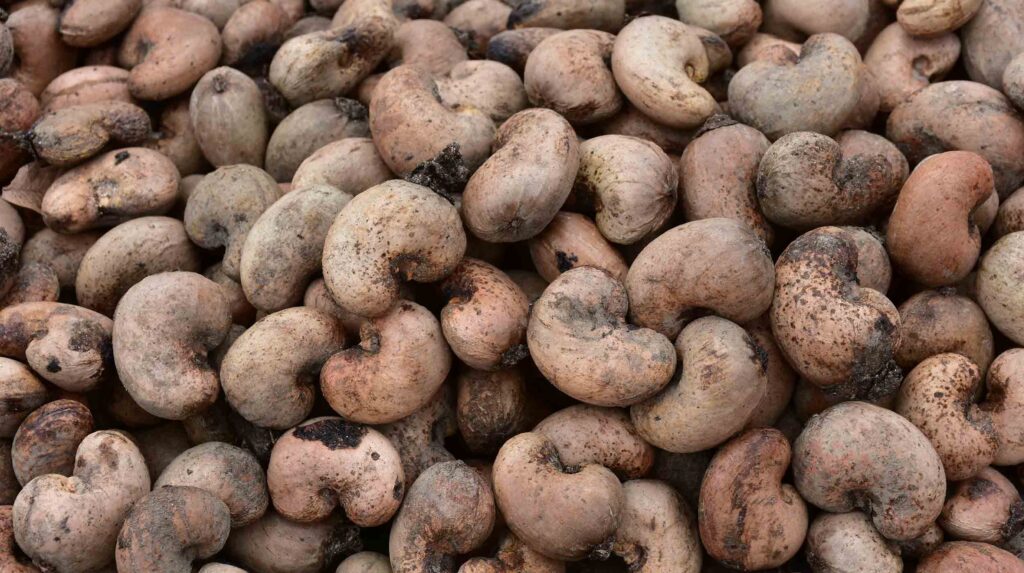 Cashew-Kerne
